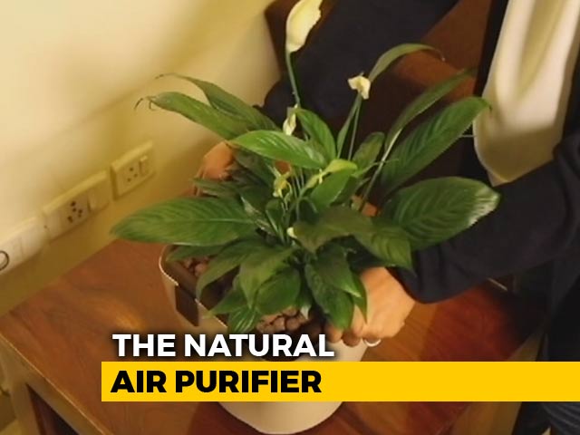 A Plant Or An Air Purifier?