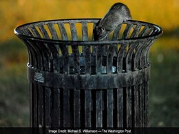 A Squirrel? No, It's A Rat On The White House Lawn A Squirrel? No, It's A Rat On The White House Lawn