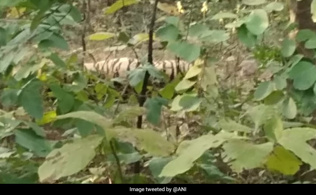Tiger Found Dead In Maharashtra's Umred-Karhandla Wildlife Sanctuary