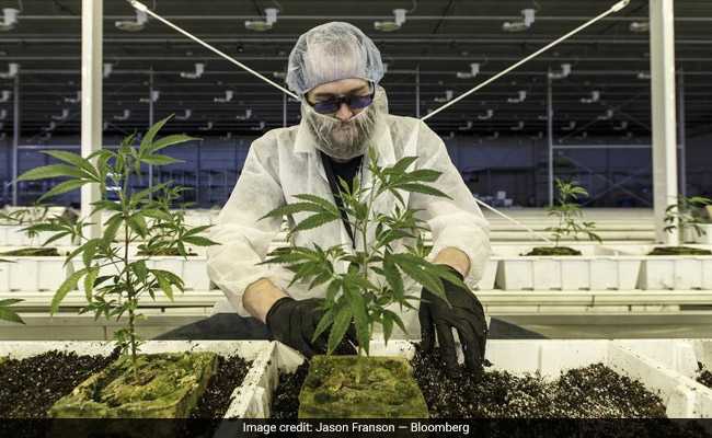Canada's Marijuana Industry Imports Workers As Job Openings Multiply