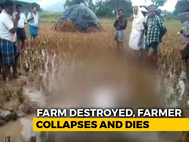 A Heartbreaking Image. How A Farmer Collapsed And Died In His Field