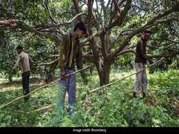 मोदी सरकार नए साल में किसानों को दे सकती है यह तोहफा, साबित हो सकता है 'टर्निंग प्वाइंट' मोदी सरकार नए साल में किसानों को दे सकती है यह तोहफा, साबित हो सकता है 'टर्निंग प्वाइंट'