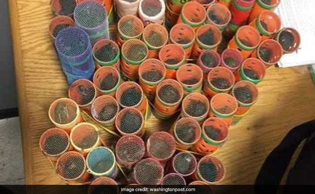 70 Live Birds Hidden Inside Hair Rollers Seized At JFK Airport