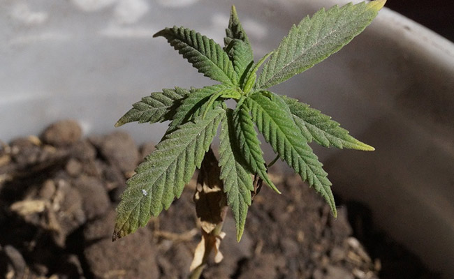 1,385 Kg Marijuana Seized In West Tripura By Border Force, 3 Arrested