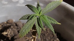 18, Including Hotel Manager, Arrested For Consuming Ganja At Chennai Hotel