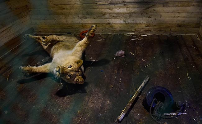 Runaway Lion, Wounded Elk, Dozens Of Bear Find Home At A Russian Shelter