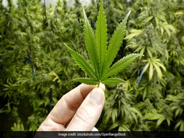 US Proposes Historic Law To Reclassify Marijuana As "Low-Risk Drug" US Proposes Historic Law To Reclassify Marijuana As "Low-Risk Drug"