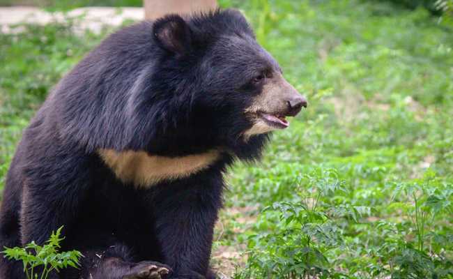 Pet Bear Kills Caretaker; Neighbours Heard Him Scream For Help, Say Cops