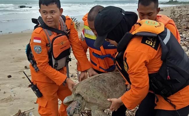 "All Lives Matter", Says Indonesia On Saving 15 Tsunami-Stranded Turtles