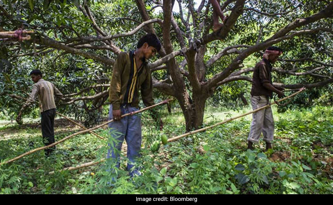 Opinion: High Debt Isn't Driving Farmers to Suicides