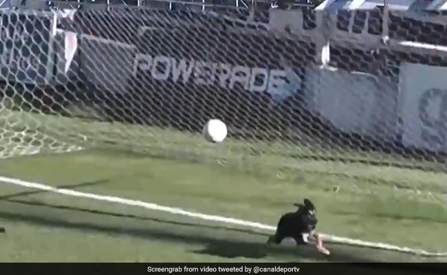 फुटबॉल मैच के बीच आया कुत्ता, ग्राउंड पर आकर ऐसे बचाया गोल, देखें मजेदार VIDEO