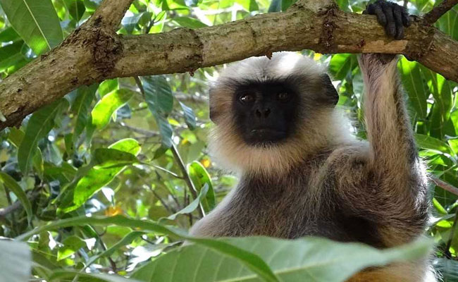 Six Men Arrested In Vietnam For Killing, Eating Endangered Monkey