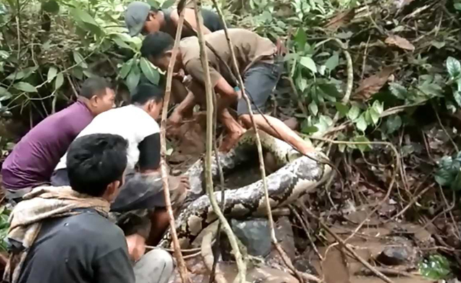 A Million Views For This Video Of Man Wrestling A Python. Watch