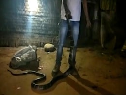 घर के अंदर छिपा बैठा था 19 फीट का कोबरा, झुककर देखा तो उड़ गए होश, देखें VIDEO घर के अंदर छिपा बैठा था 19 फीट का कोबरा, झुककर देखा तो उड़ गए होश, देखें VIDEO