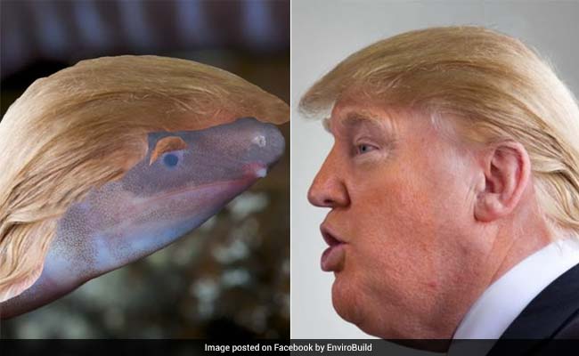 Blind, Sand-Burrowing Creature Named After Donald Trump