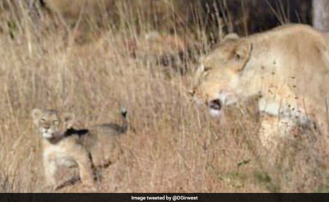 Can Gir Lions Be Relocated To Madhya Pradesh? Top Court Asks Centre