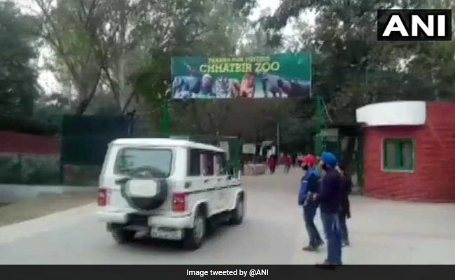 Man Killed By 2 Lions In Punjab Zoo; Cops Probe How He Entered Enclosure