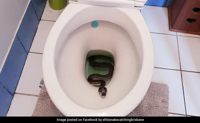 Family Shocked To Find Huge Python Inside Their Toilet