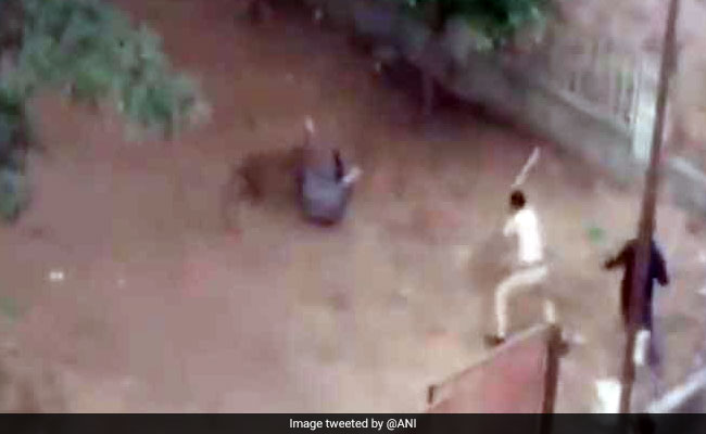 Leopard Injures 3 After Entering Crowded Area In Maharashtra's Nashik