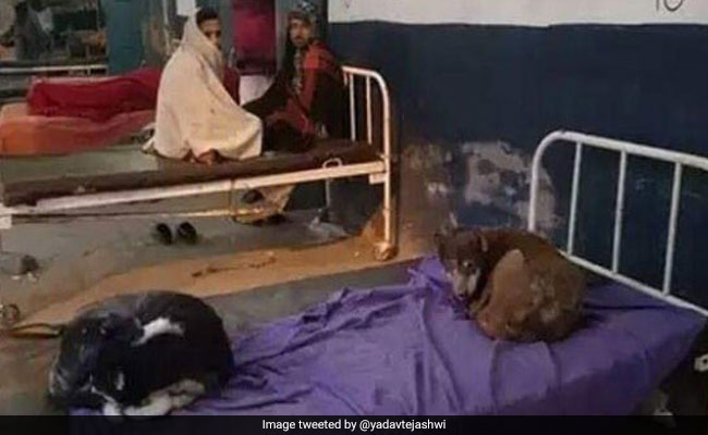 'सुशासन बाबू' का स्वास्थ्य विभाग बदहाल, नवादा में मरीजों के बेड पर आराम फरमा रहे कुत्ते, तेजस्वी ने कही यह बात