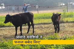 आवारा गोवंश का हल कैसे कर पाएगी सरकार? आवारा गोवंश का हल कैसे कर पाएगी सरकार?