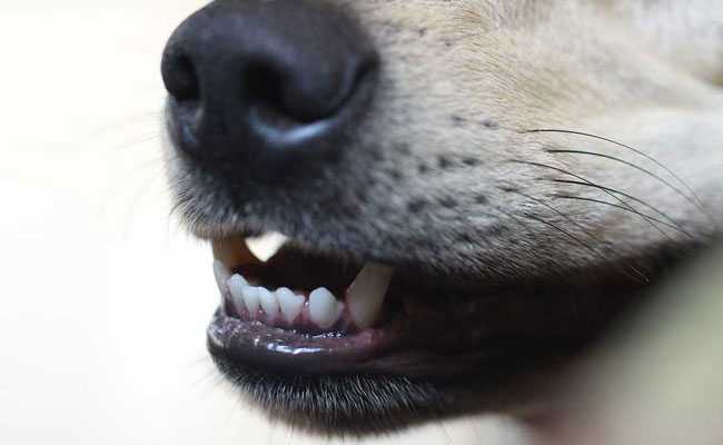 Doctor Accused Of Throwing Pet Dogs Off High-Rise In Gurgaon
