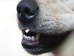 Case Filed Against 17-Year-Old Boy For Killing Stray Dog In Mumbai Case Filed Against 17-Year-Old Boy For Killing Stray Dog In Mumbai