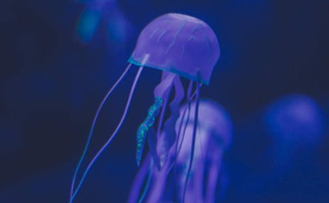 Jellyfish Stings Thousands In Australia, Busy Beaches Closed Down