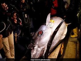 21 करोड़ में नीलाम हुई ये मछली, जानिए क्यों है इतनी खास 21 करोड़ में नीलाम हुई ये मछली, जानिए क्यों है इतनी खास