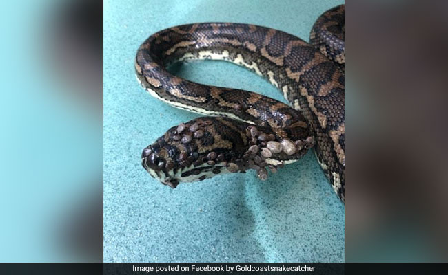 Python Covered With More Than 500 Ticks Rescued In Australia