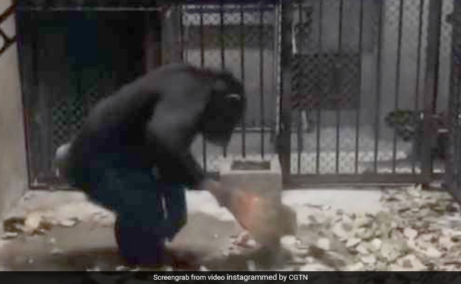 In Adorable Clip, Chimp Imitates Breeders, Cleans Her Enclosure