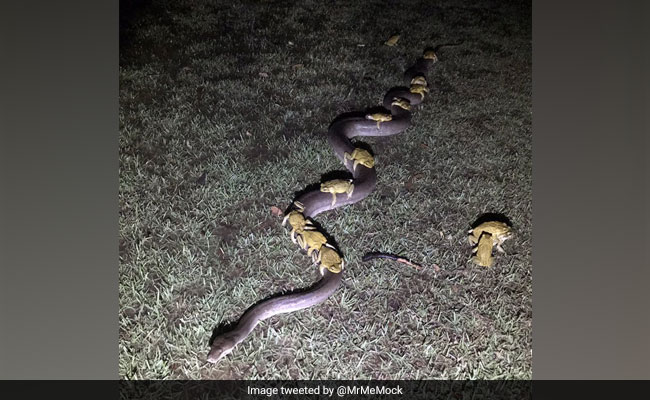 Bizarre Viral Pic Shows Toads 'Hitching A Ride' On Python's Back