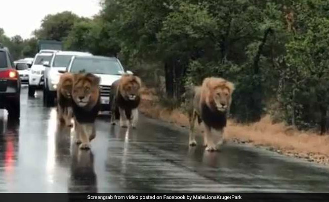 In Scary Viral Video, Four Lions Take Over Busy Road