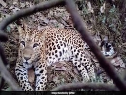 Runaway Leopard Returns To Bengal Wildlife Park After Escape Runaway Leopard Returns To Bengal Wildlife Park After Escape