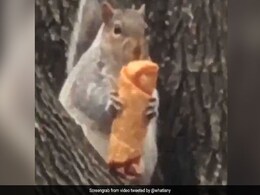 पेड़ पर गिरहरी दिखी Egg Roll खाते हुए, इंटरनेट पर धमाल मचा रहा VIDEO पेड़ पर गिरहरी दिखी Egg Roll खाते हुए, इंटरनेट पर धमाल मचा रहा VIDEO