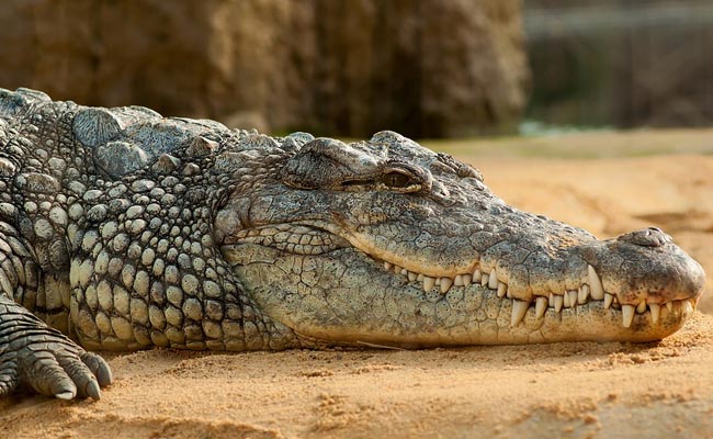 Villagers Mourn Crocodile, Take Out Funeral Procession, Plan Memorial