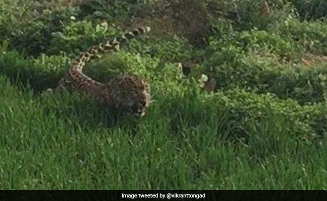 Leopard Found Hiding Behind Wall In Greater Noida, Attacks Boy