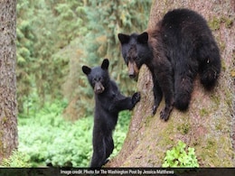 Father-Son Shot Bear, Cubs, Threw Body. Wildlife Camera Helped Solve Case Father-Son Shot Bear, Cubs, Threw Body. Wildlife Camera Helped Solve Case