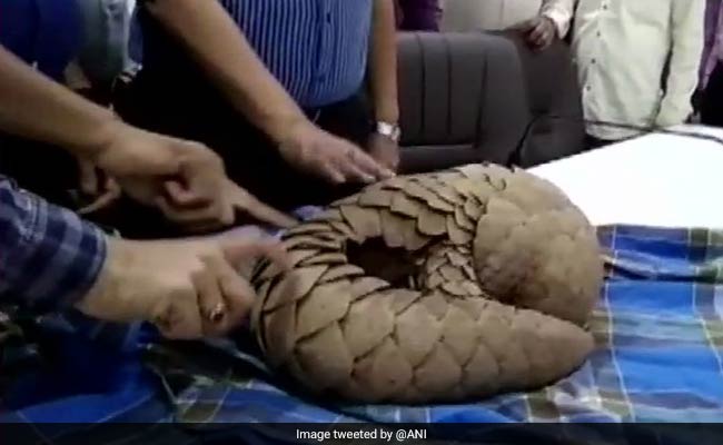 2 Arrested In Maharashtra With Endangered Pangolin Worth Rs 40 Lakh