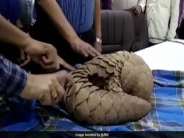 2 Arrested In Maharashtra With Endangered Pangolin Worth Rs 40 Lakh 2 Arrested In Maharashtra With Endangered Pangolin Worth Rs 40 Lakh