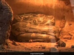 Animals In Odisha Zoo Are Getting Special Treatment This Winter. See How Animals In Odisha Zoo Are Getting Special Treatment This Winter. See How