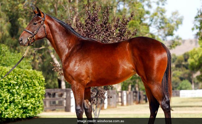 Horse Named "Australian Of The Year"