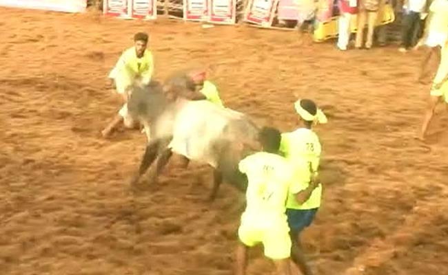 43 Injured At Jallikattu Event In Tamil Nadu. 1,000 Bulls At Mega Fest