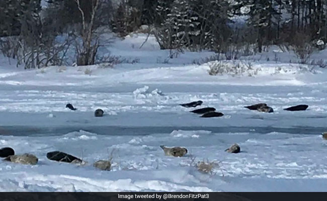 Seals On Roads, At Front Doors...: A Canadian Town Faces Marine Invasion