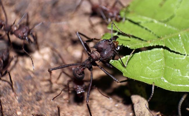 Construction Without Coordination: How Ants Build Megaprojects