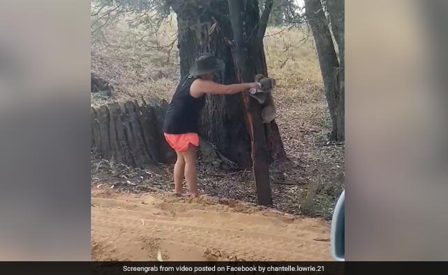 Video Of Koala Drinking Water From Bottle In Australia Goes Viral