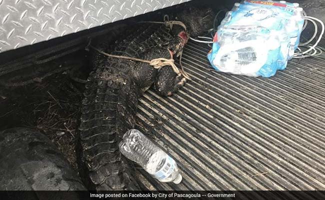 Search For Missing Cat Leads To 7-Foot Alligator In Drain