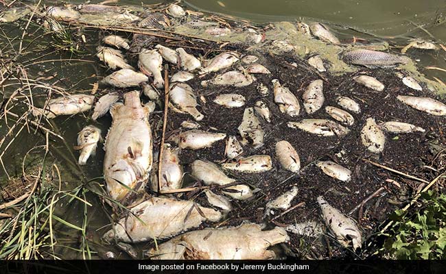 Million Dead Fish Cause Environmental Stink In Australia Amid Drought