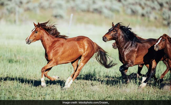 African Horse Sickness Kills Over 100 Horses In Thailand
