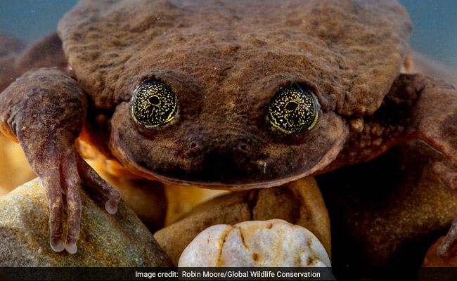 Romeo, Last Known Frog Of A Kind, Found Juliet. Did It Save The Species?